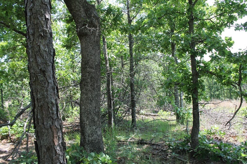 Indian Ridge – Phase II Tract 29 photo 4