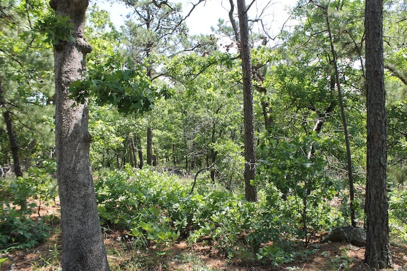 Indian Ridge – Phase II Tract 29 photo 7