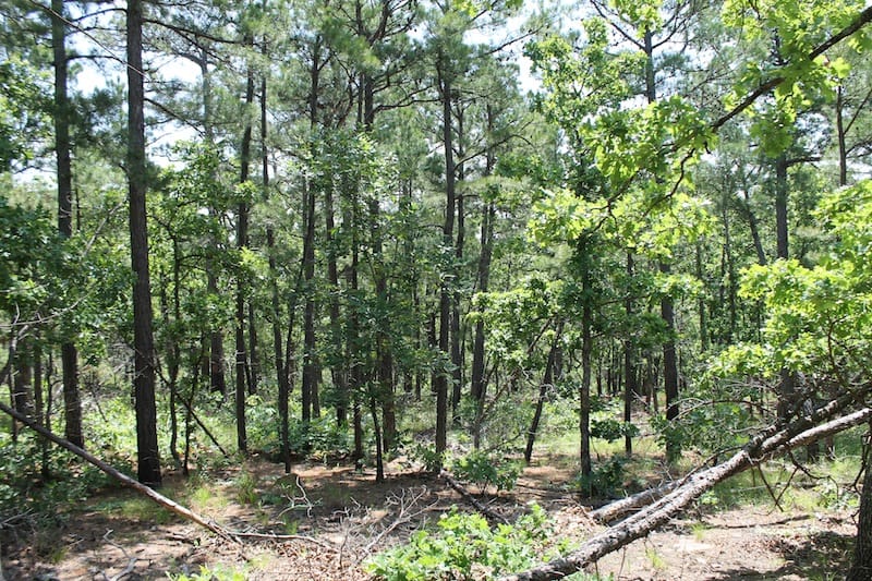 Indian Ridge – Phase II Tract 29 photo 10