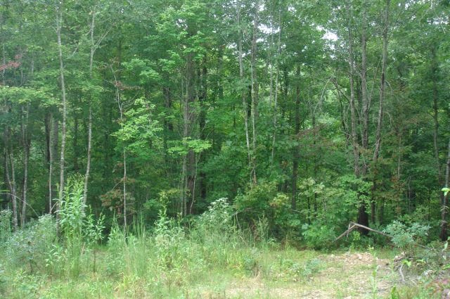 Sugartree Falls Tract 29 photo 2