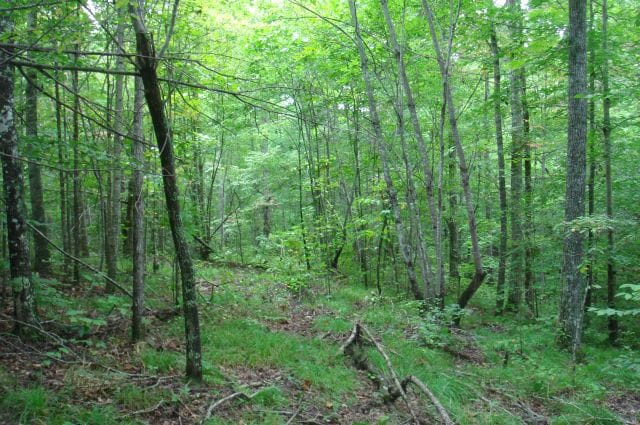 Sugartree Falls Tract 29 photo 4