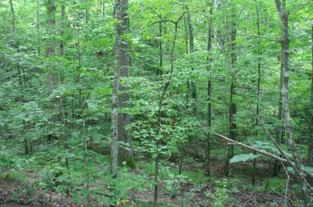 Sugartree Falls Tract 29 photo 5