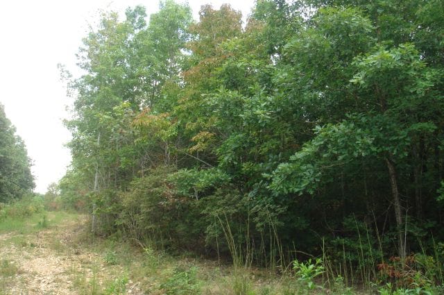 Sugartree Falls Tract 29 photo 6
