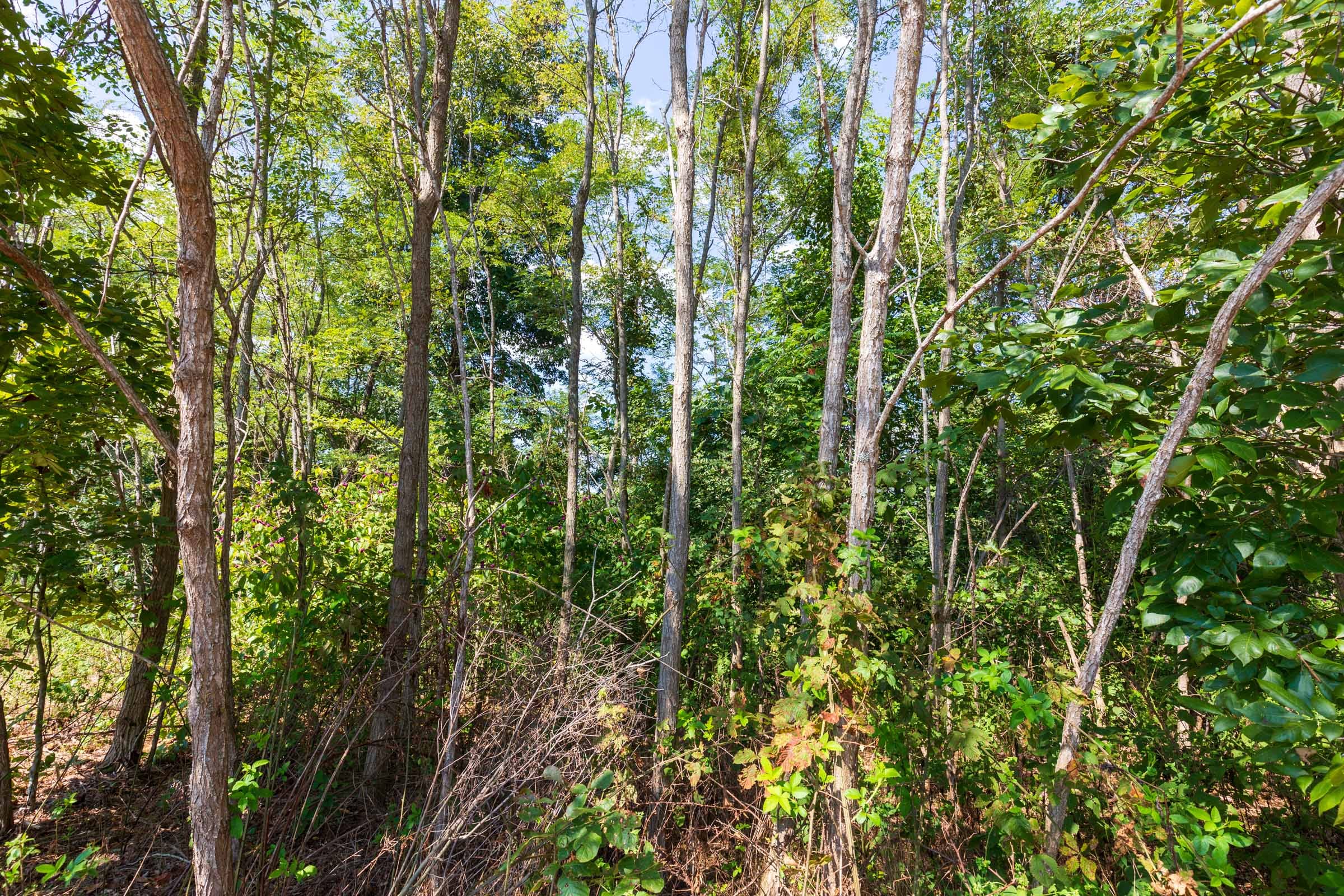 Redemption Ridge Tract 15 photo 3