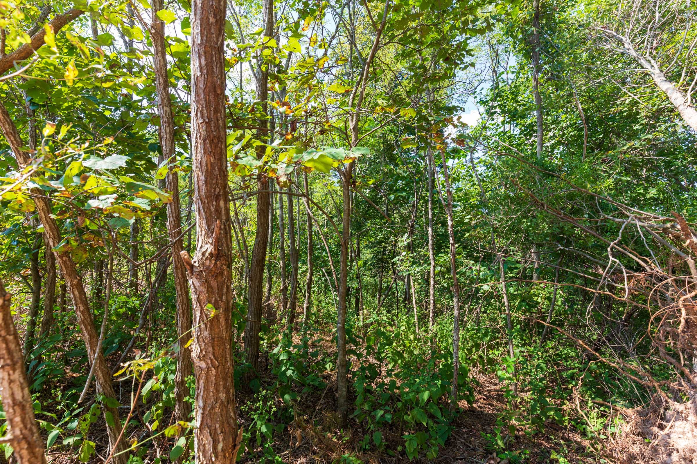 Redemption Ridge Tract 15 photo 4
