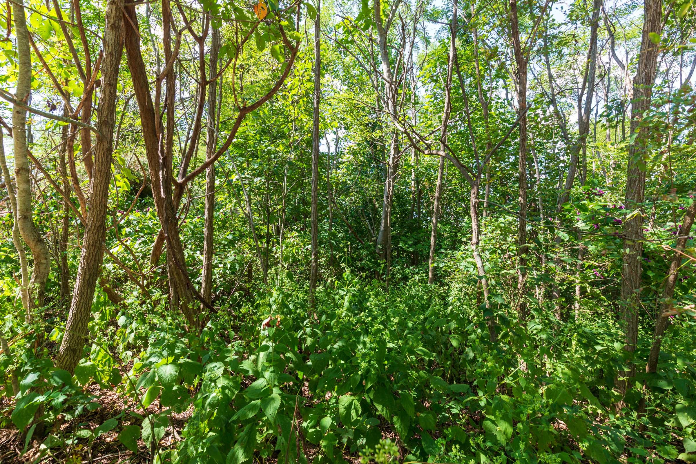 Redemption Ridge Tract 15 photo 5
