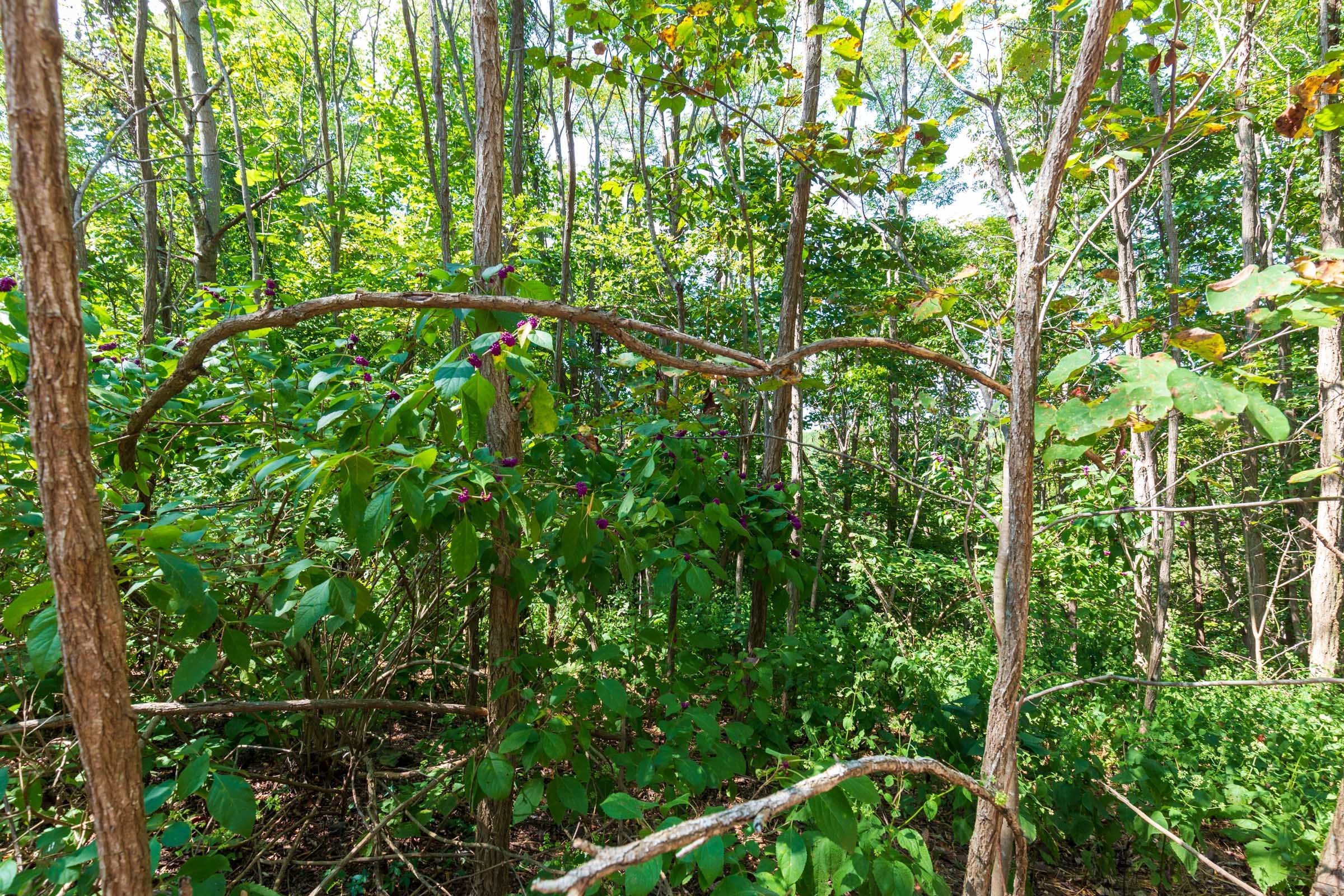 Redemption Ridge Tract 15 photo 7