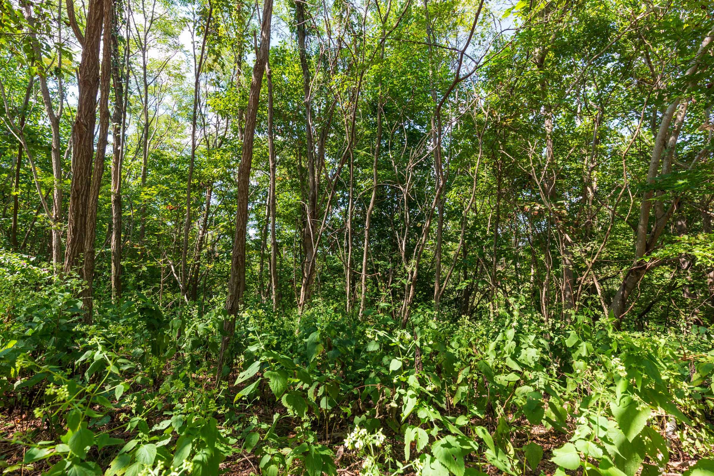 Redemption Ridge Tract 15 photo 8