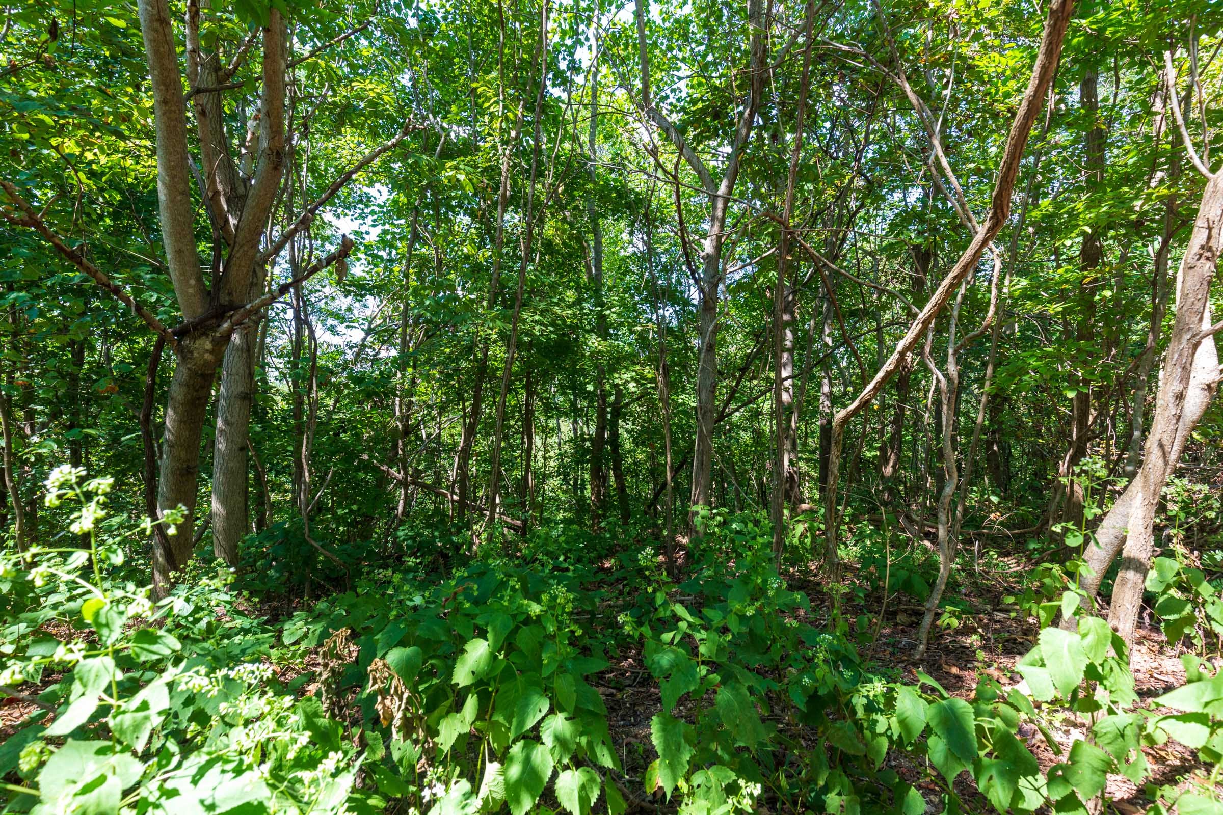 Redemption Ridge Tract 15 photo 10