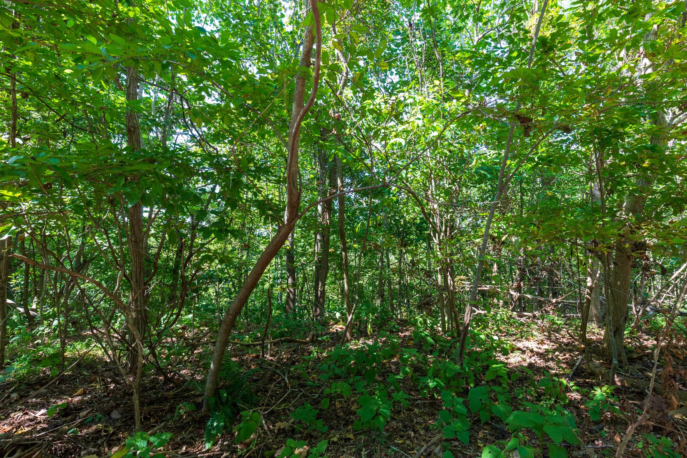 Redemption Ridge Tract 15 photo 9