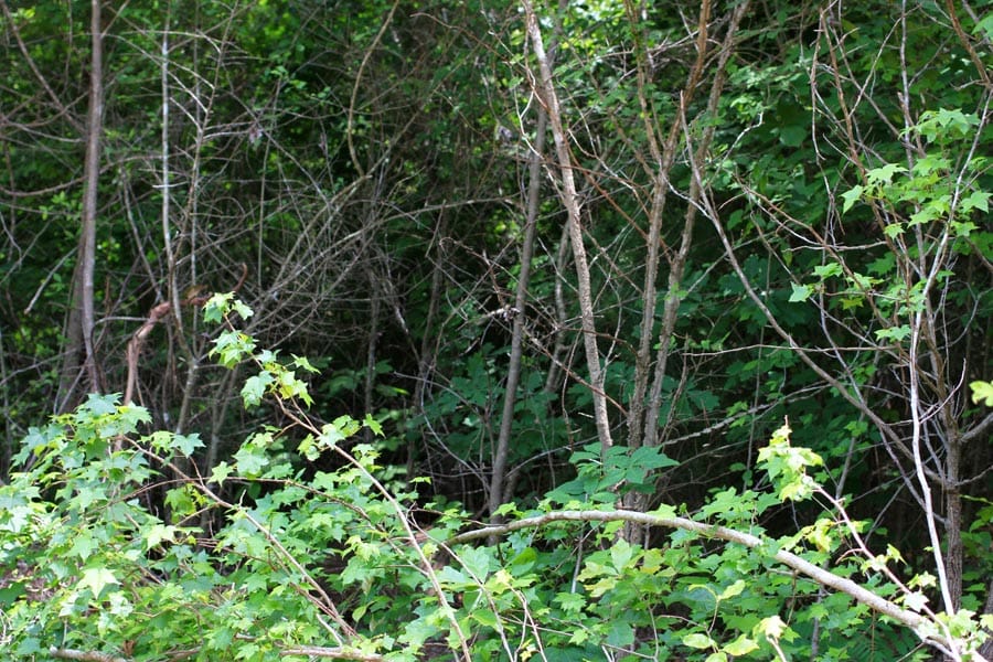 Bluebird Ranch Tract 13 photo 15