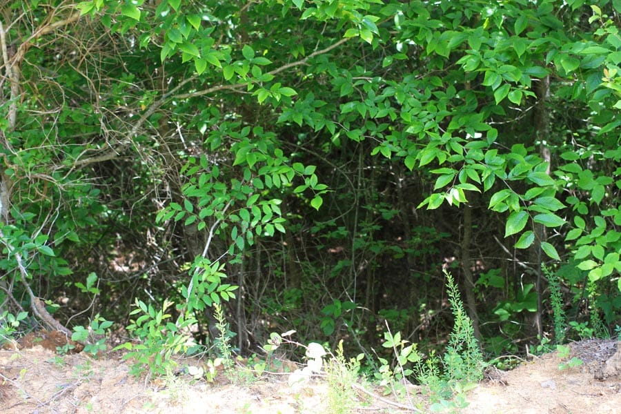 Bluebird Ranch Tract 13 photo 18