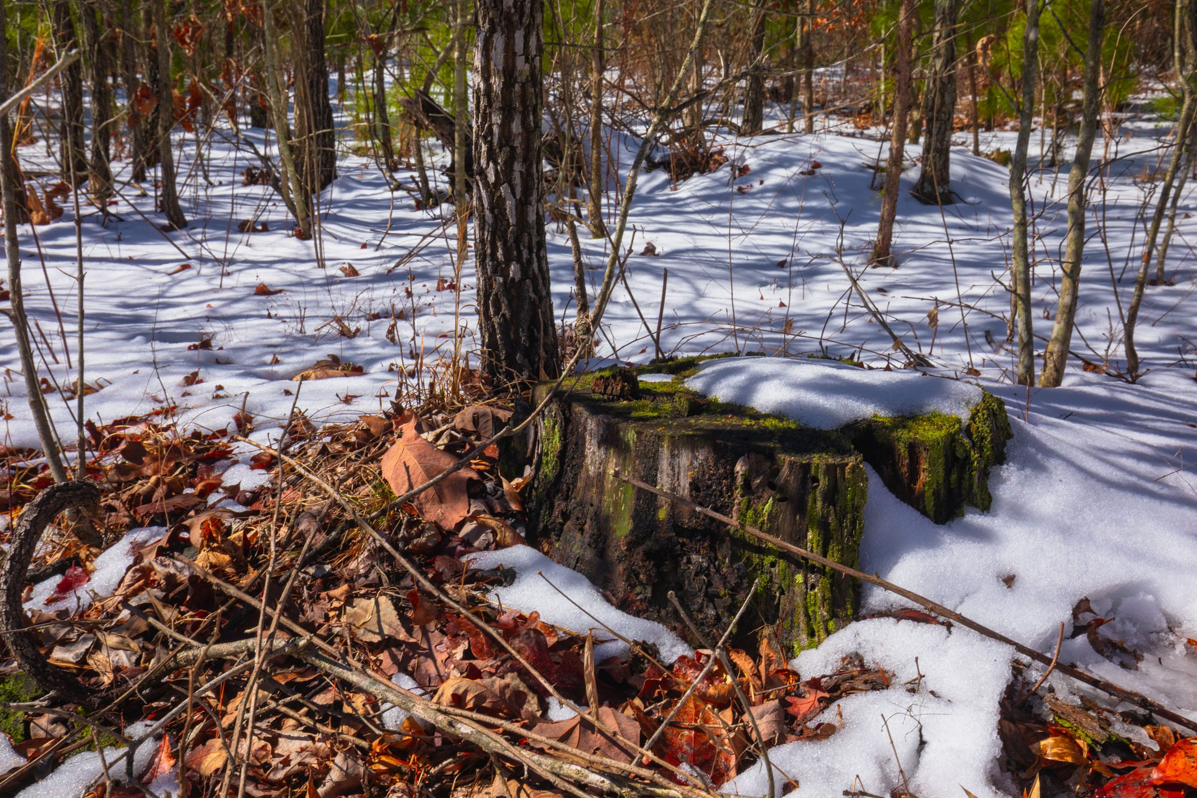 Sleepy Hollow Phase I Tract 57 photo 11