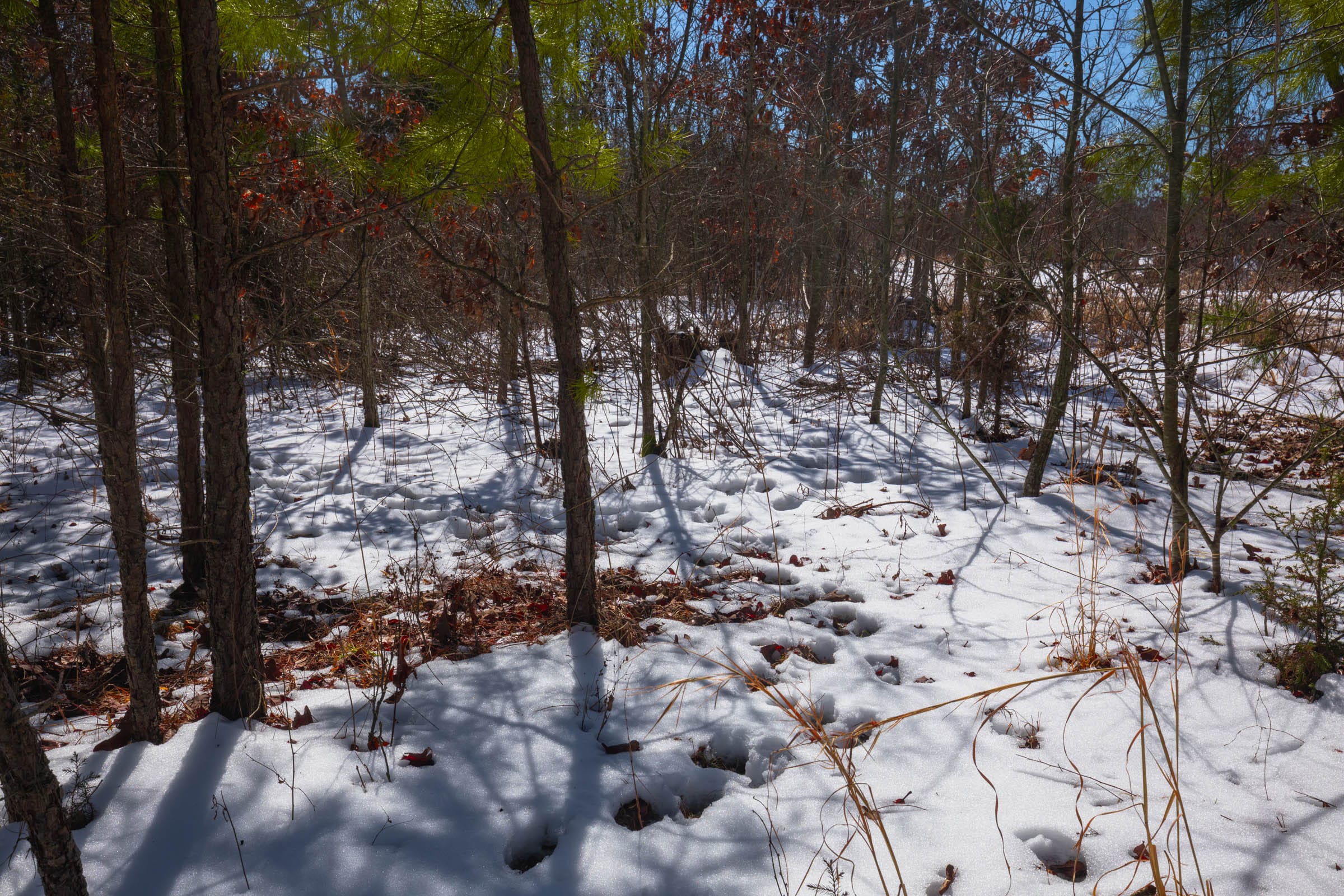 Sleepy Hollow Phase I Tract 57 photo 5