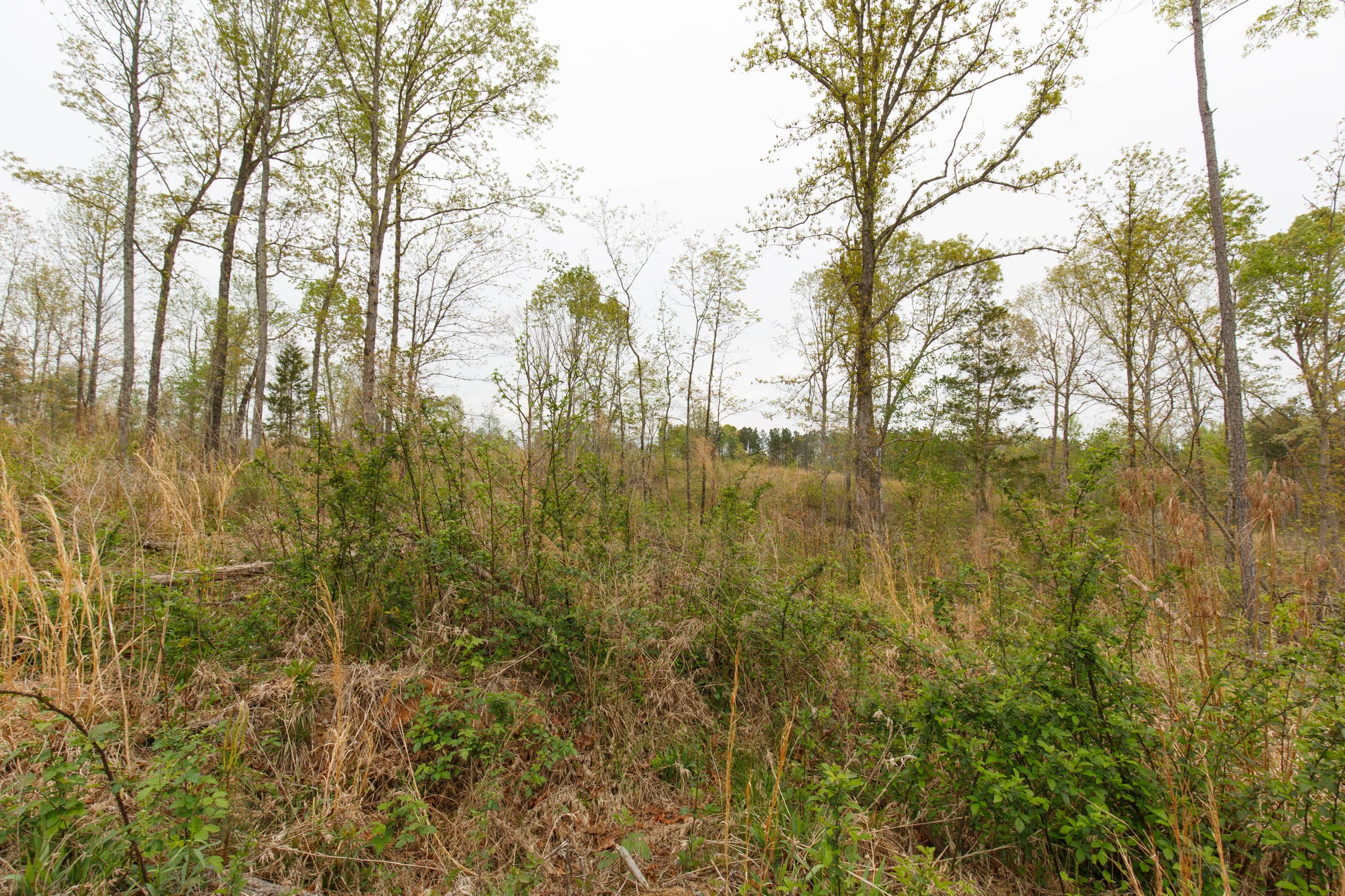Twin Rivers Tract 25 photo 7