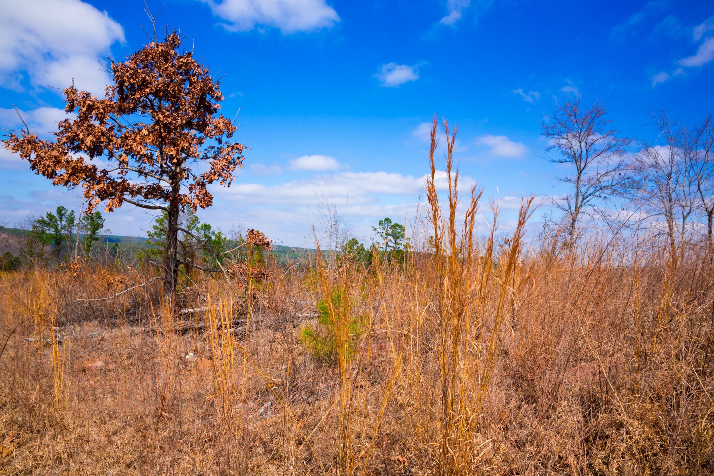 Stone Creek Phase II Tract 202 photo 6