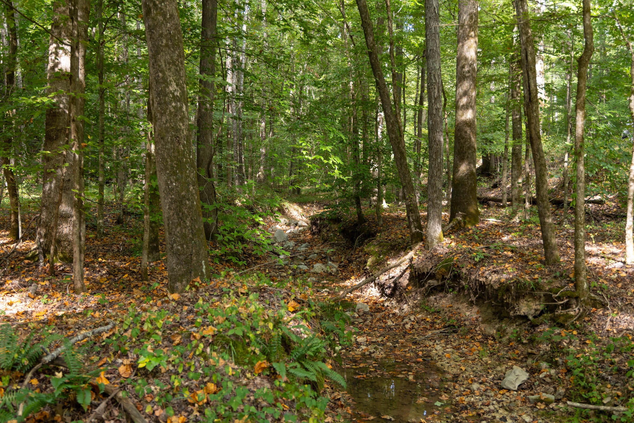 Big White Oak Tract 149 photo 12