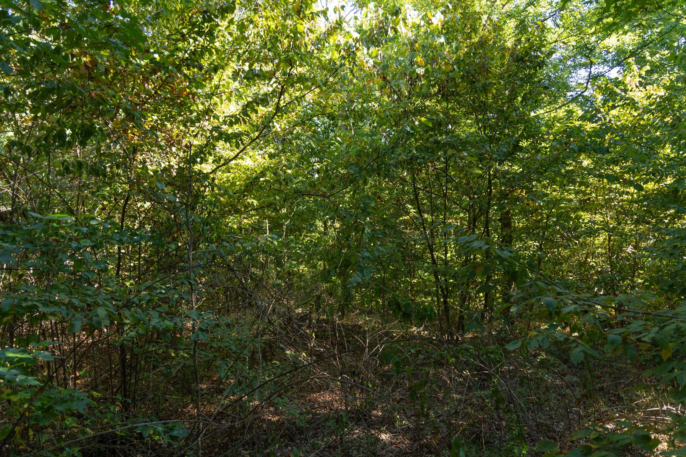 Big White Oak Tract 102 photo 10