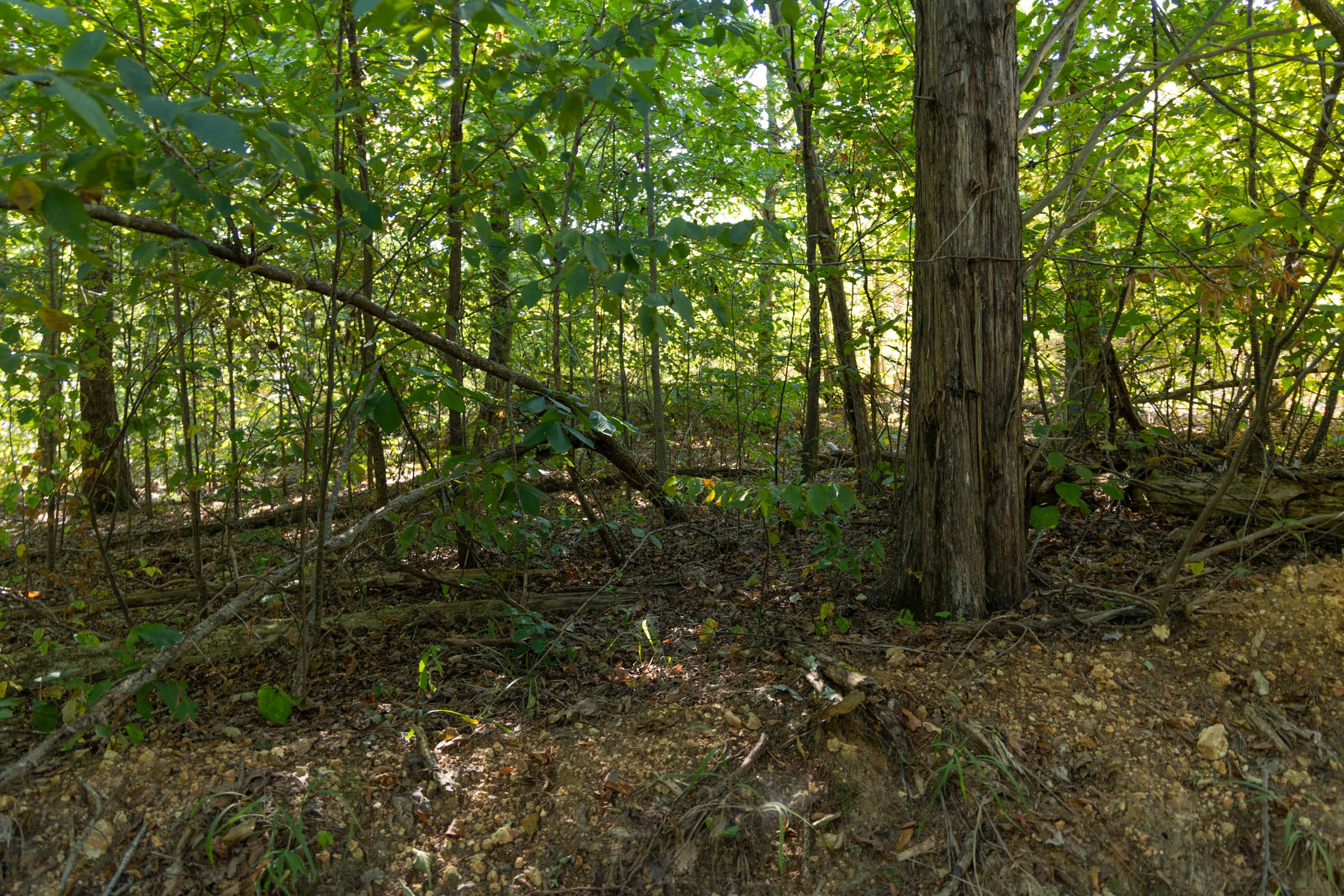Big White Oak Tract 102 photo 9