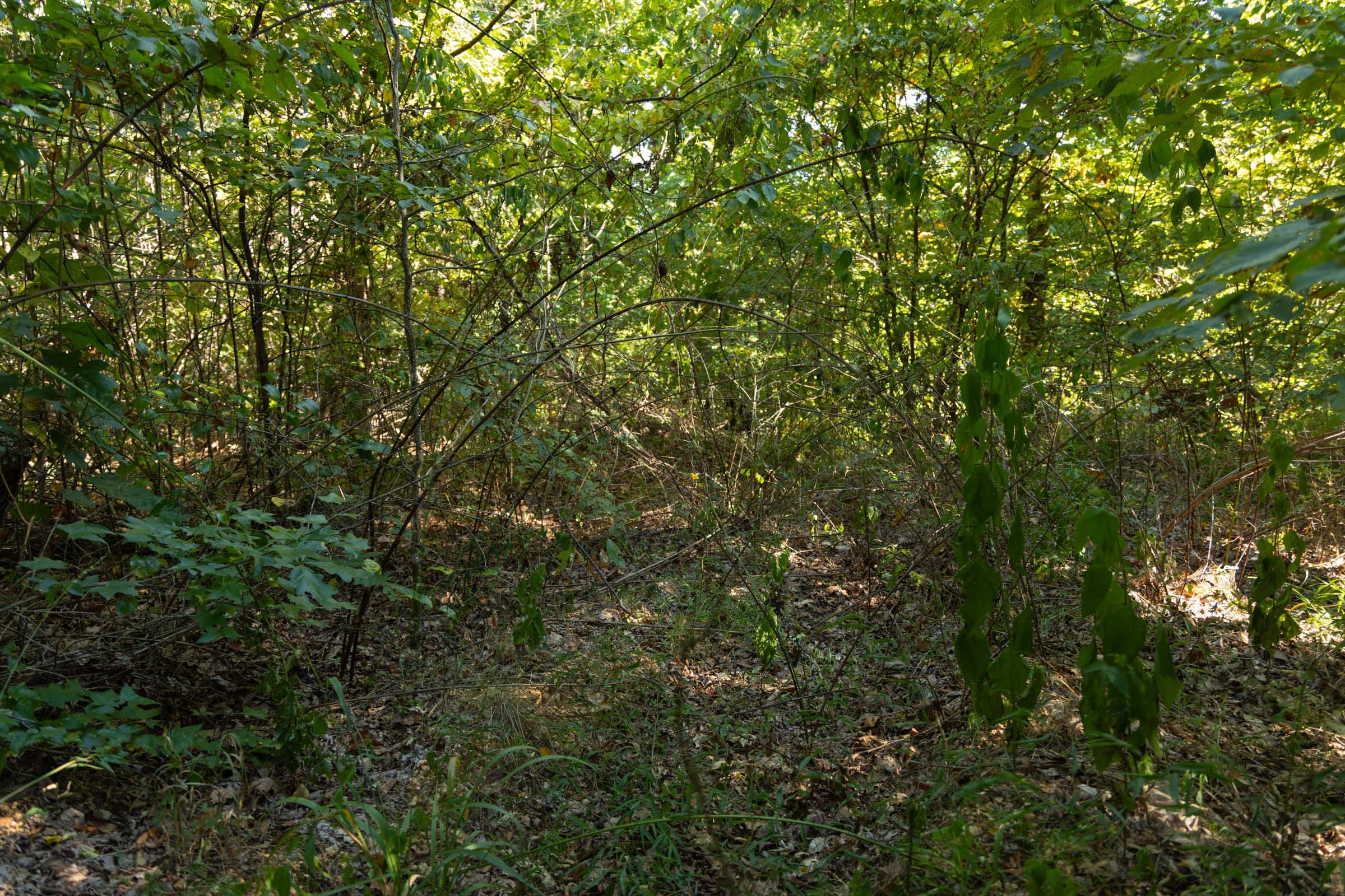 Big White Oak Tract 102 photo 7