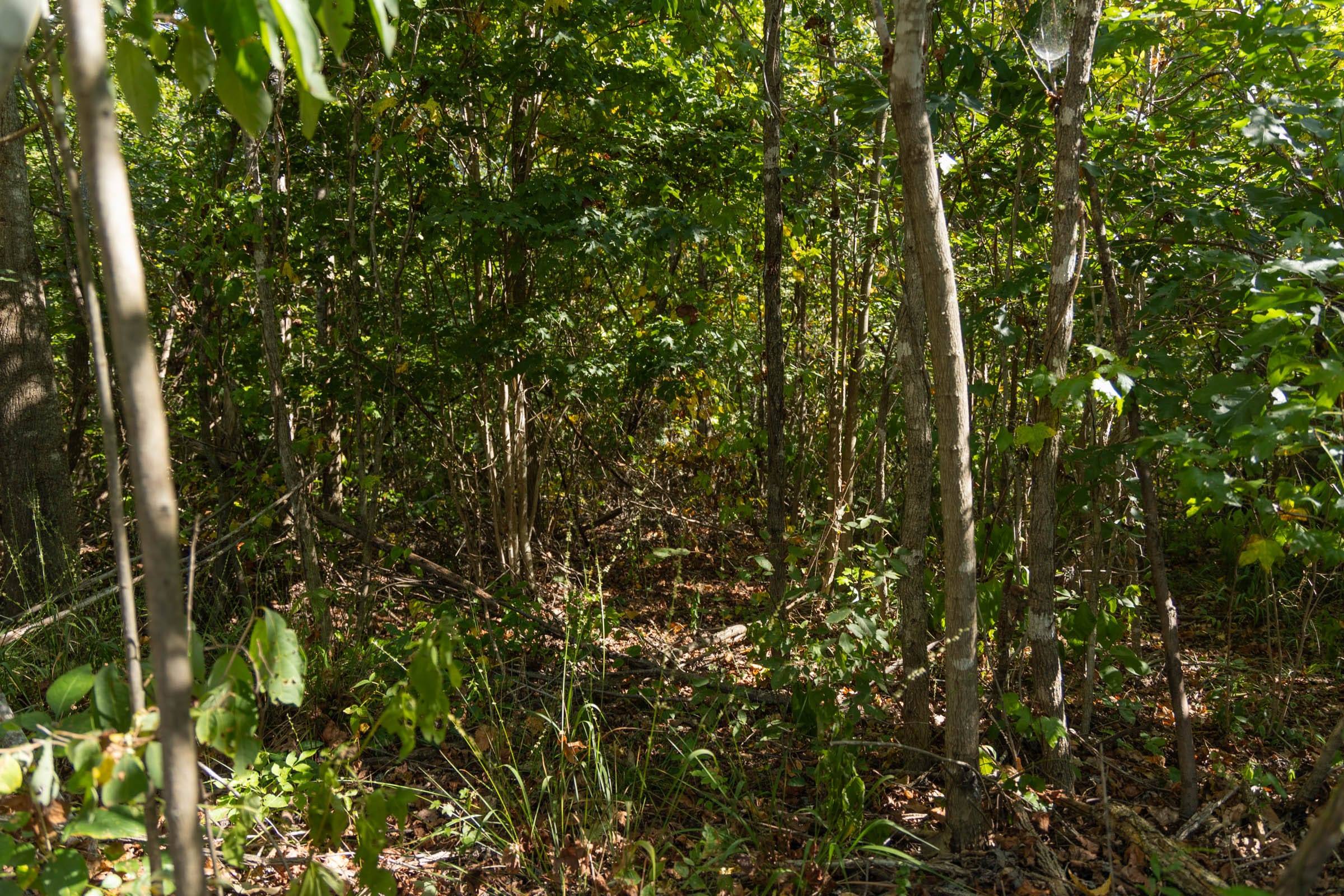Big White Oak Tract 102 photo 6