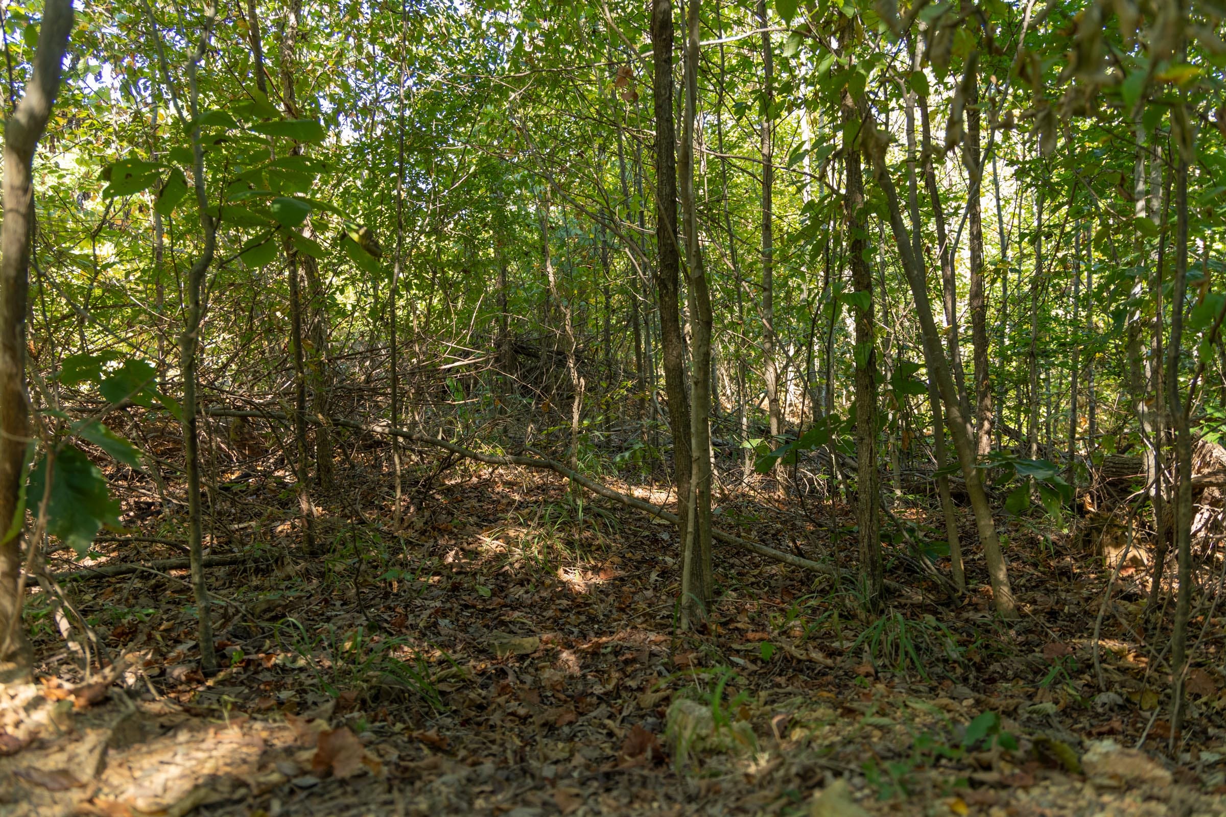 Big White Oak Tract 102 photo 1