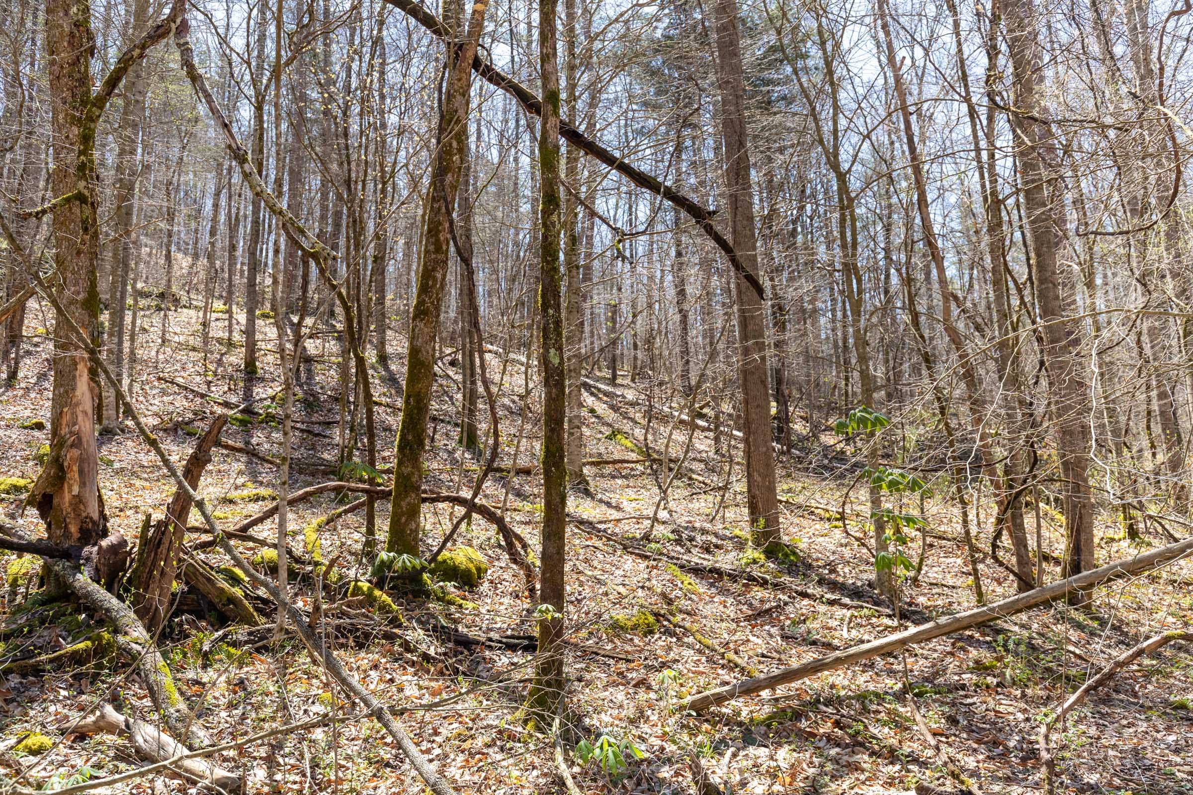 Woodland Heights Tract 8 photo 3