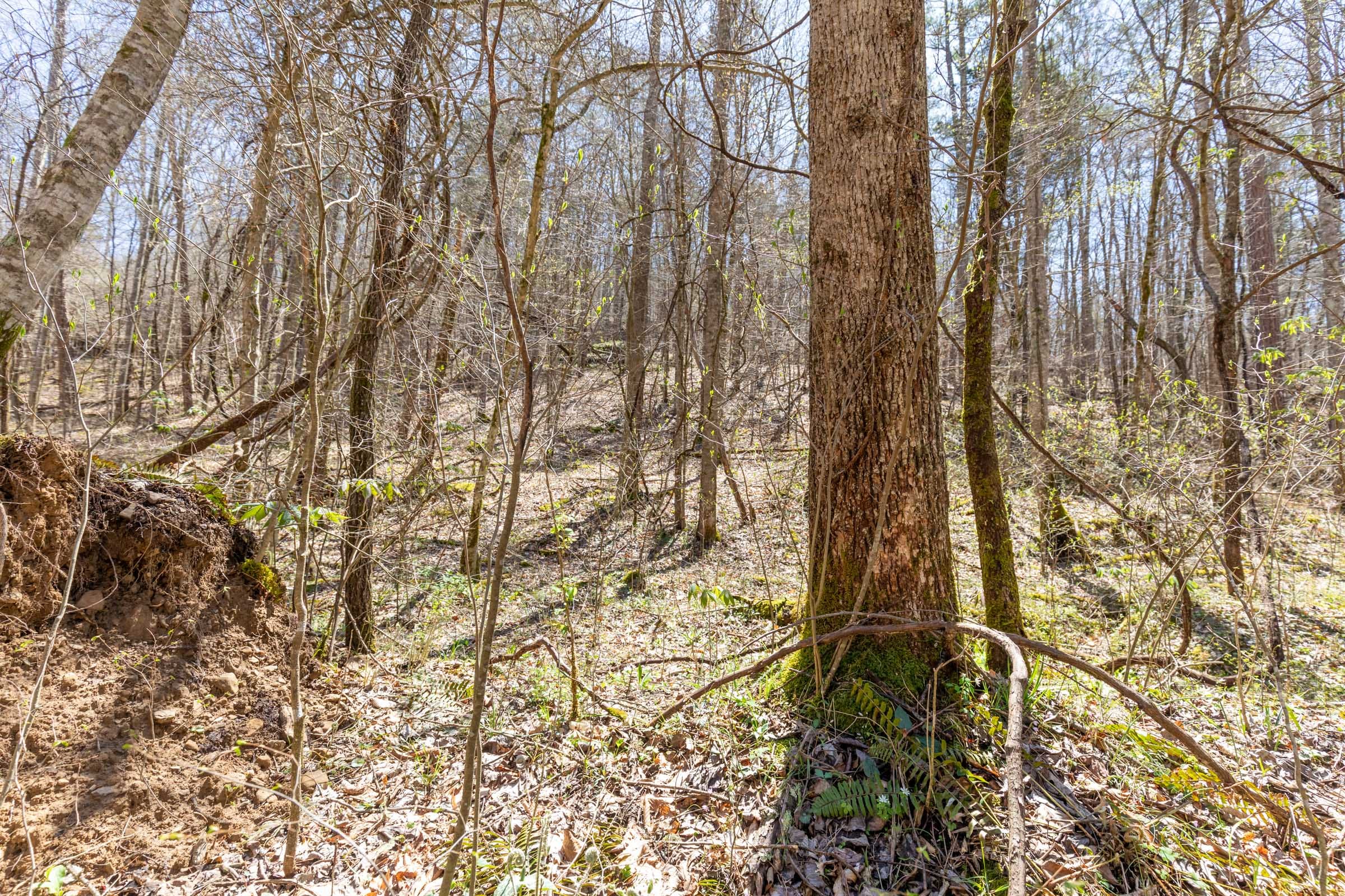 Woodland Heights Tract 8 photo 4
