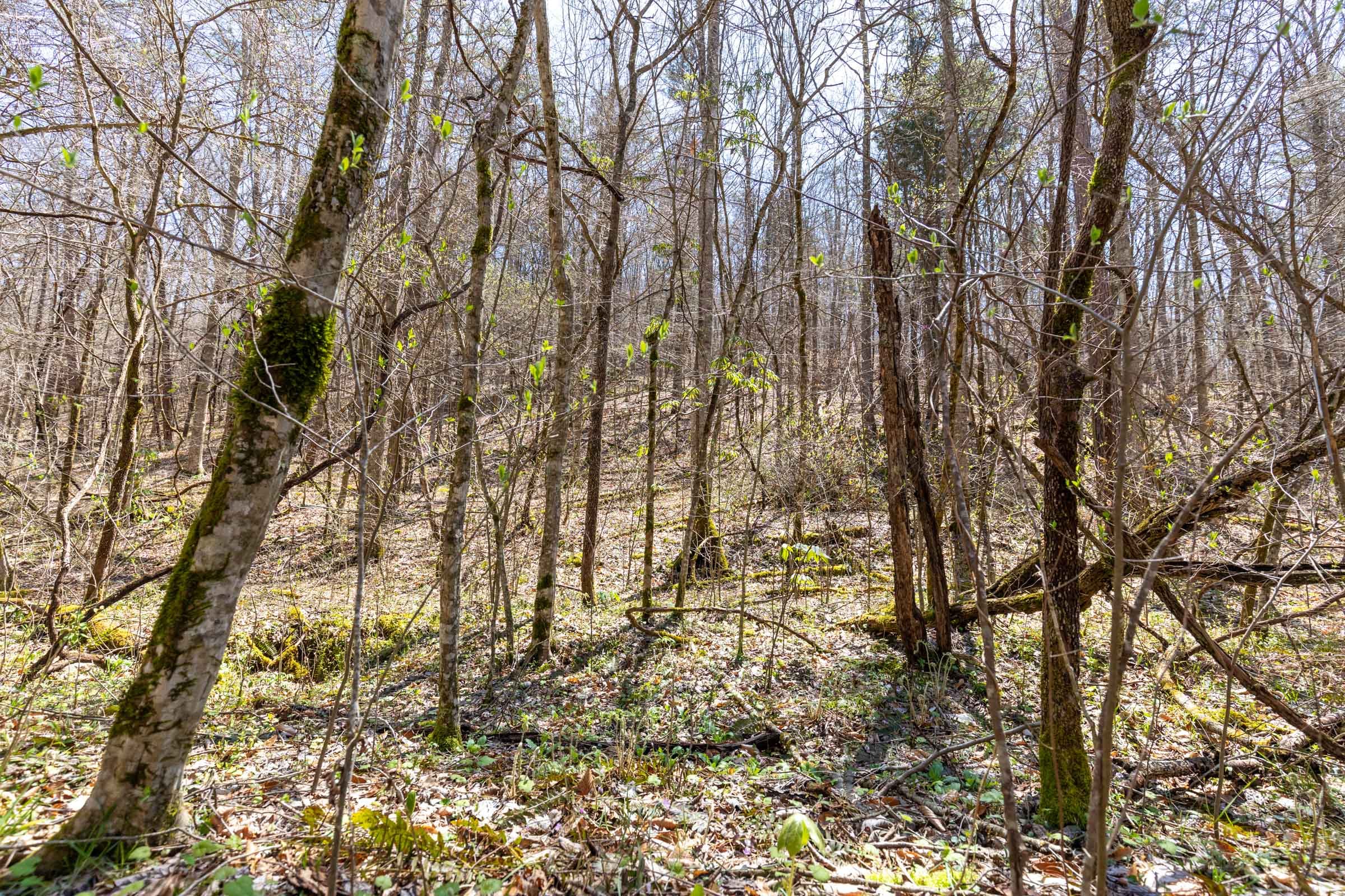 Woodland Heights Tract 8 photo 5