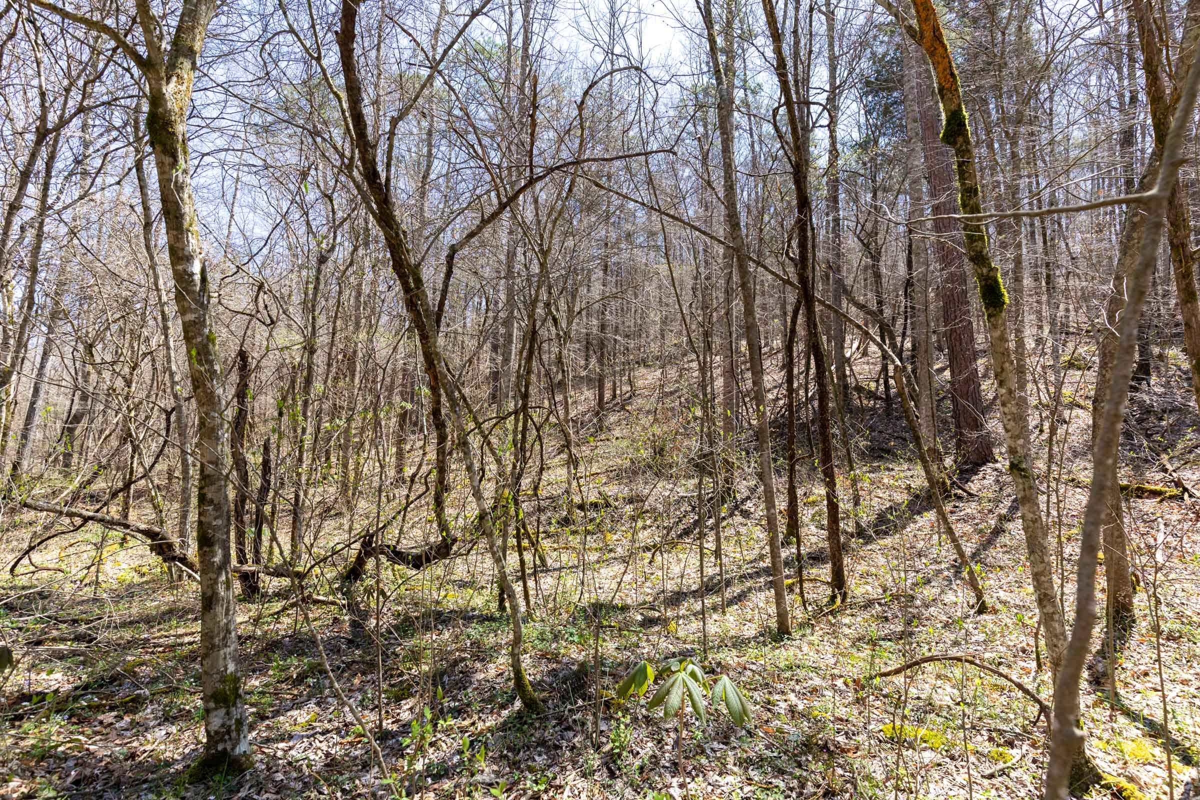 Woodland Heights Tract 8 photo 7