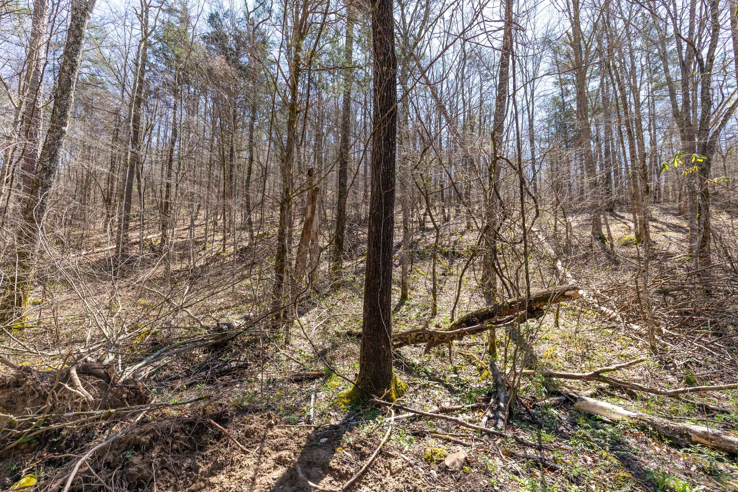 Woodland Heights Tract 8 photo 8