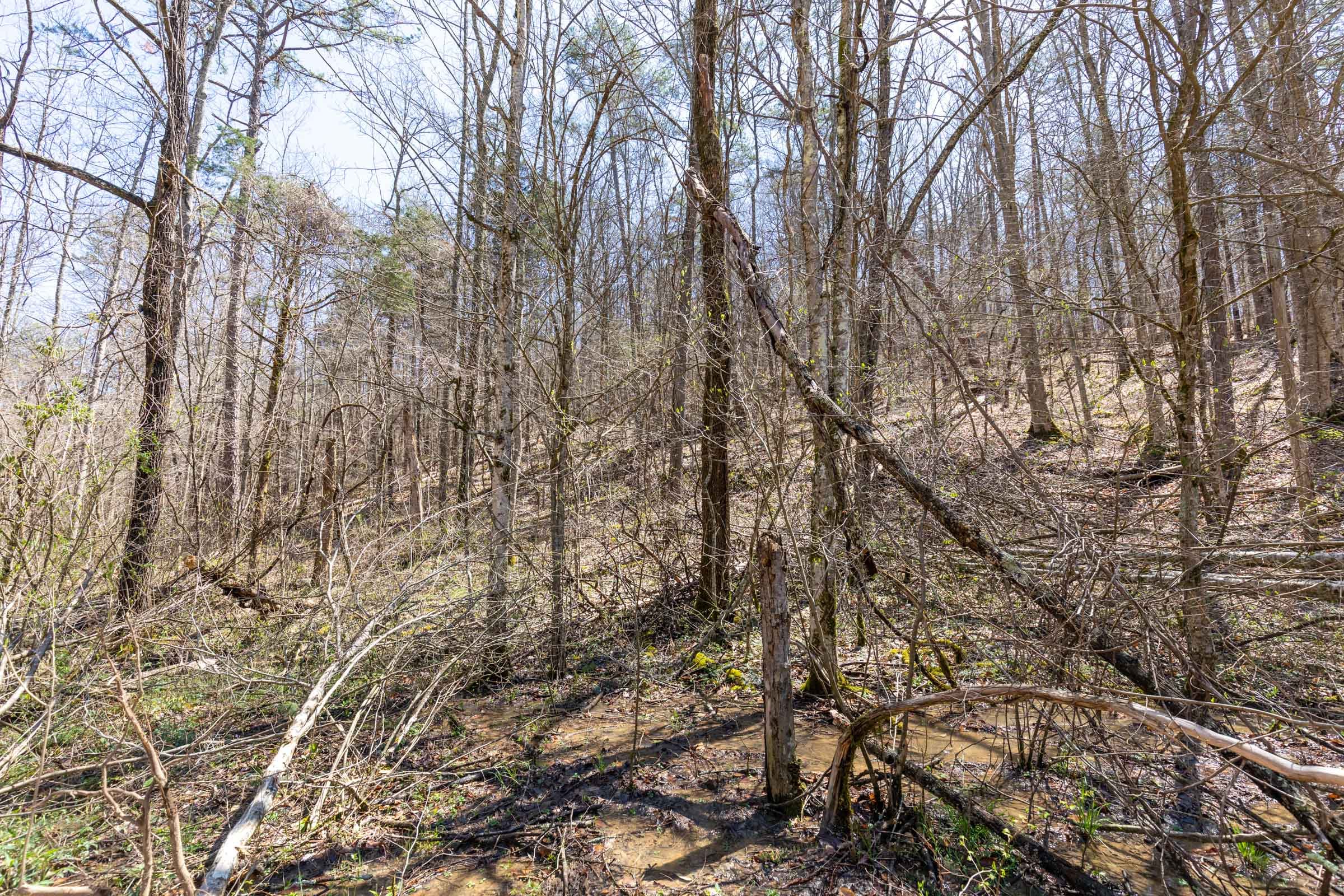 Woodland Heights Tract 8 photo 9