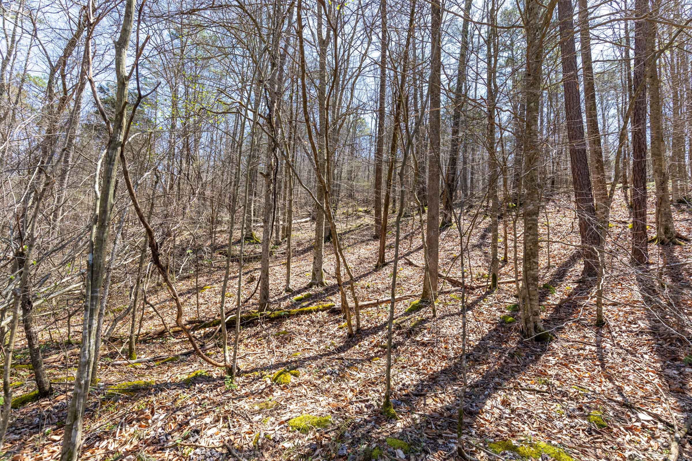 Woodland Heights Tract 8 photo 11