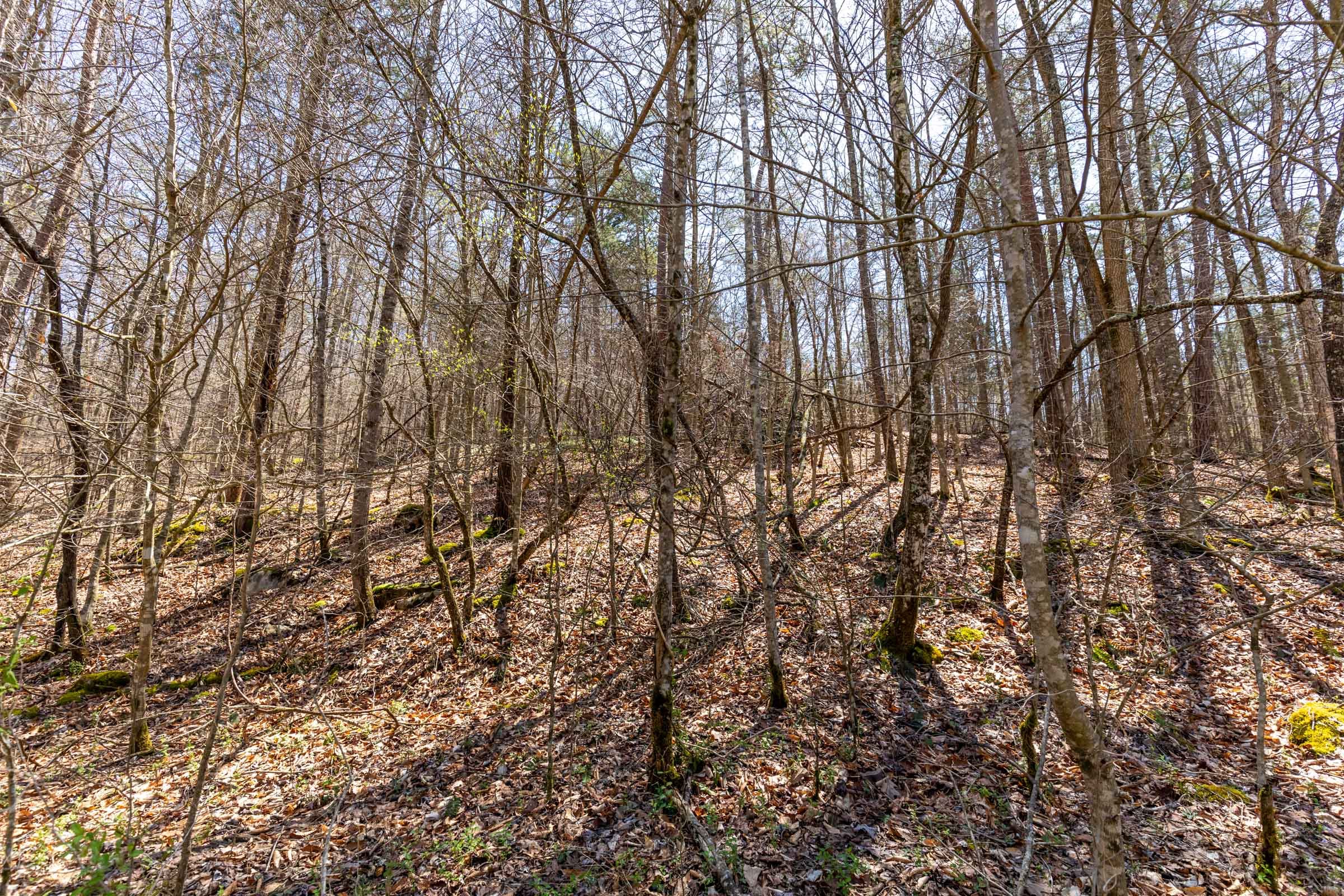 Woodland Heights Tract 8 photo 12