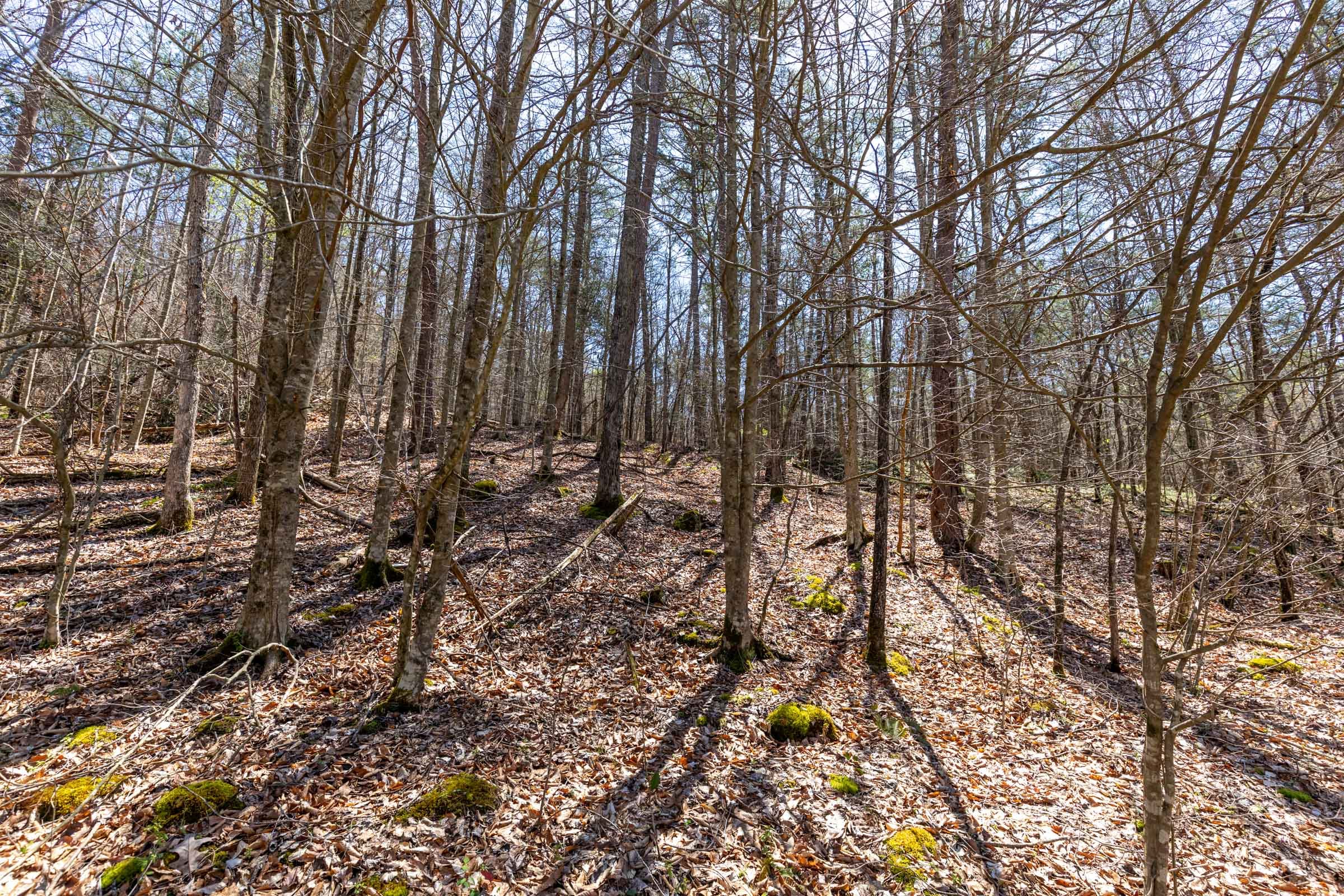 Woodland Heights Tract 8 photo 13