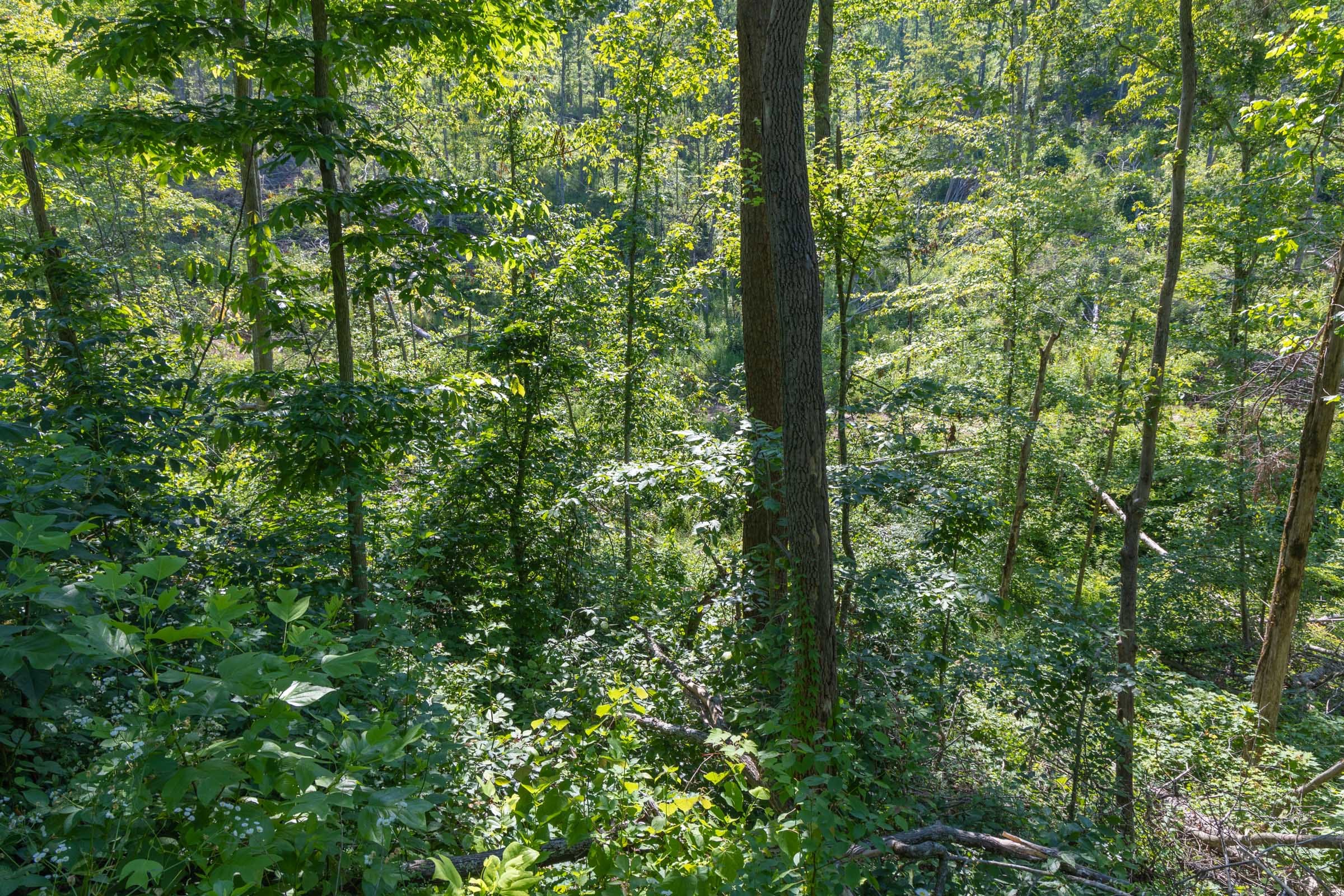Creek Hollow Phase II Tract 78 photo 20