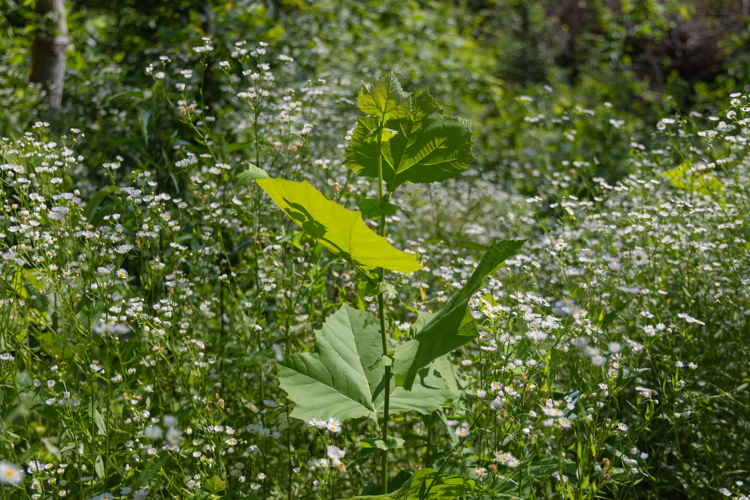 Creek Hollow Phase II Tract 78 photo 17