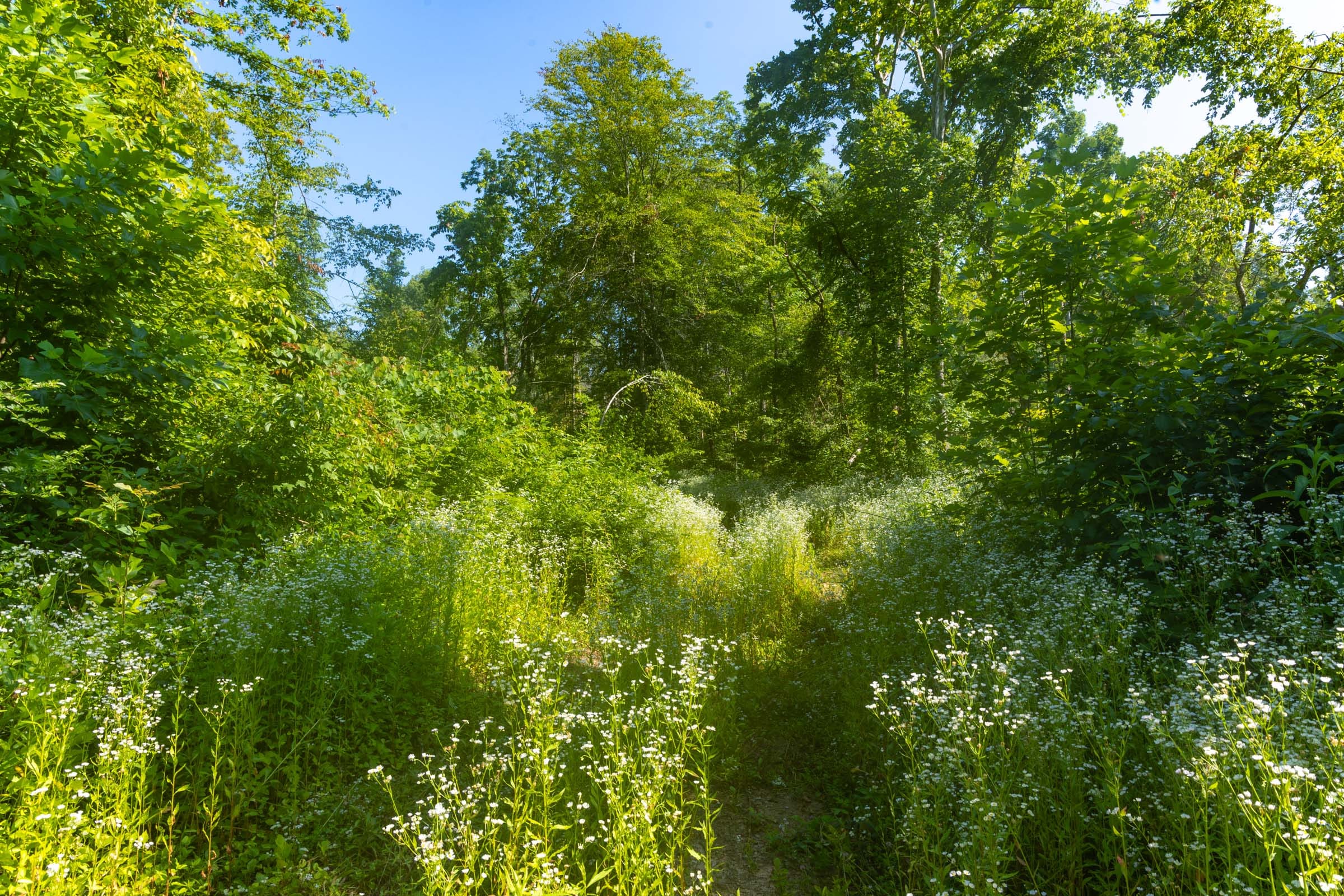 Creek Hollow Phase II Tract 78 photo 12