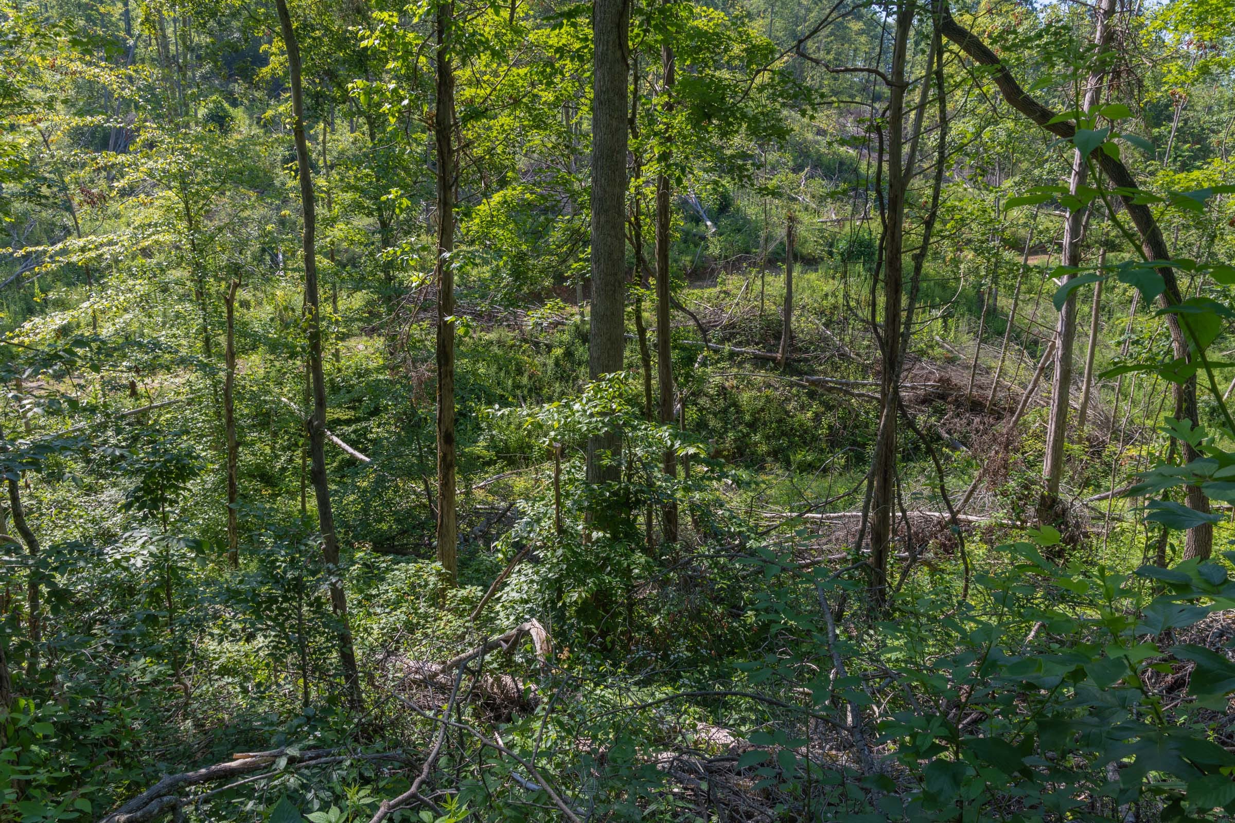 Creek Hollow Phase II Tract 78 photo 9