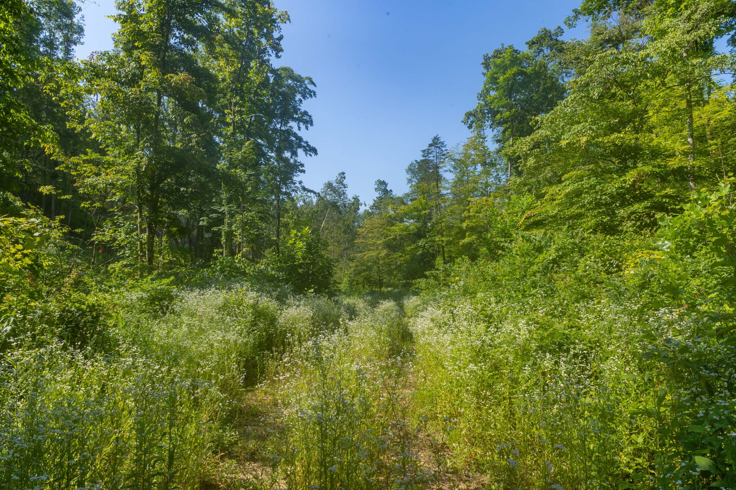 Creek Hollow Phase II Tract 78 photo 7