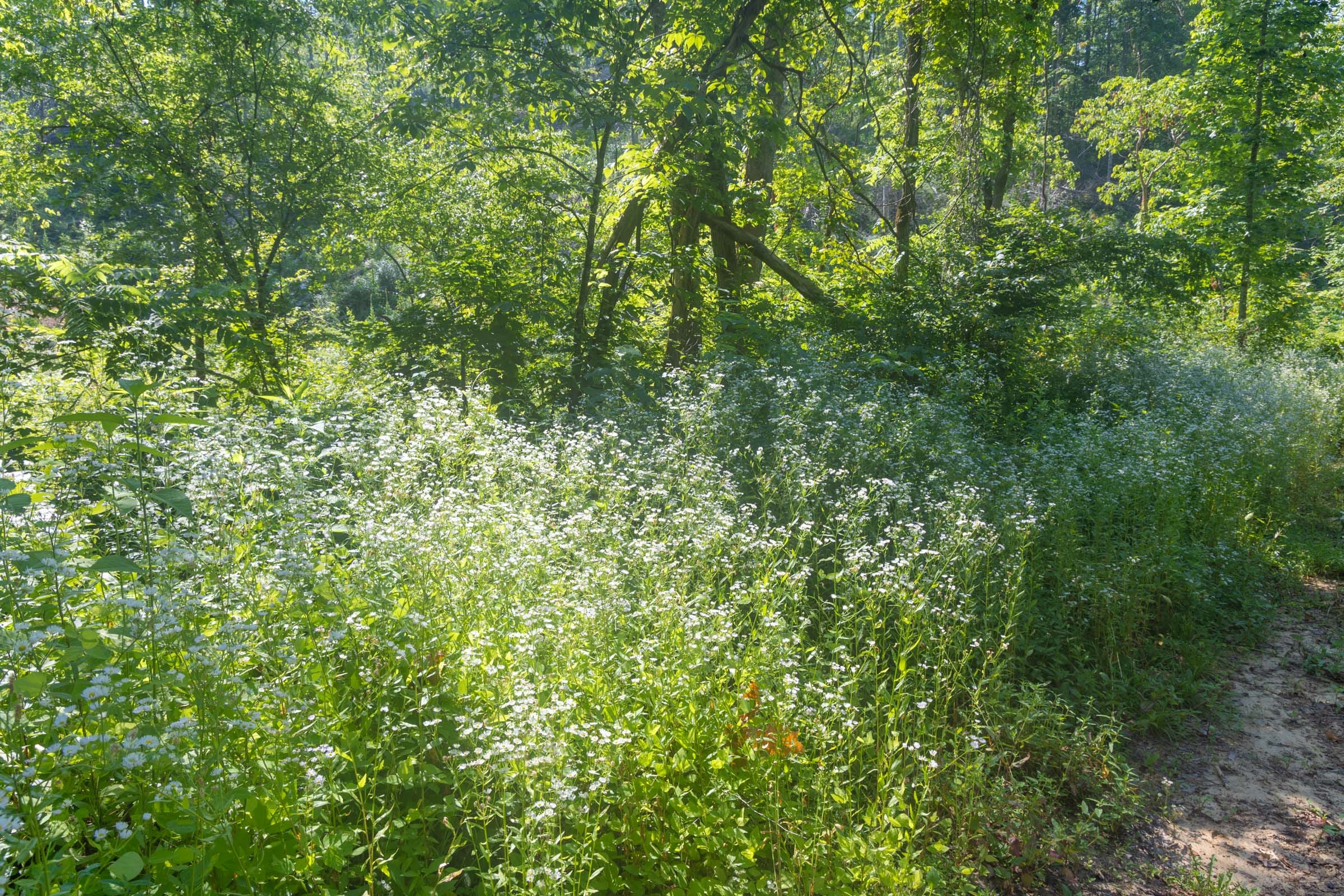 Creek Hollow Phase II Tract 78 photo 5