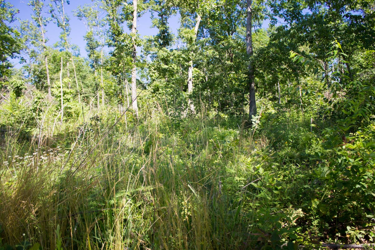 Timber Crossing Tract 32 photo 3