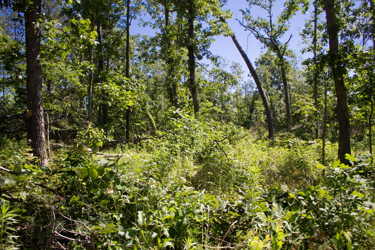 Timber Crossing Tract 32 photo 4