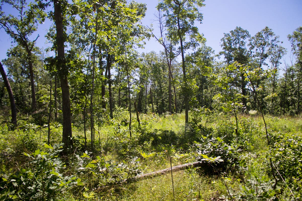 Timber Crossing Tract 32 photo 5