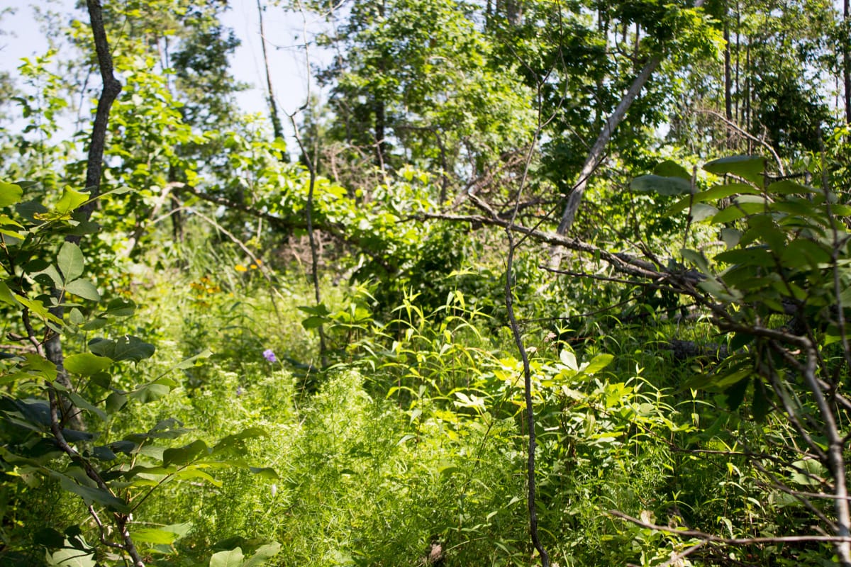 Timber Crossing Tract 32 photo 7