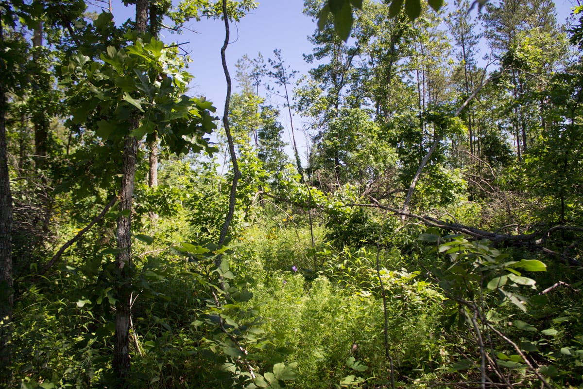 Timber Crossing Tract 32 photo 8