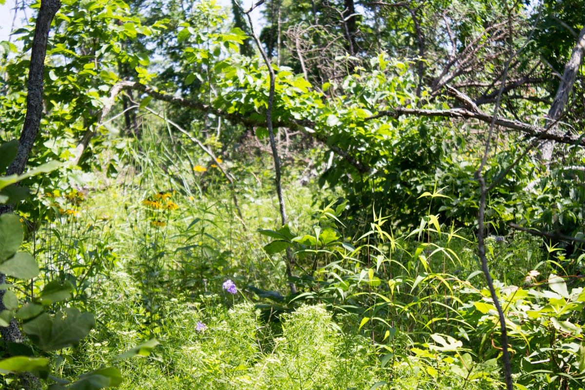 Timber Crossing Tract 32 photo 9