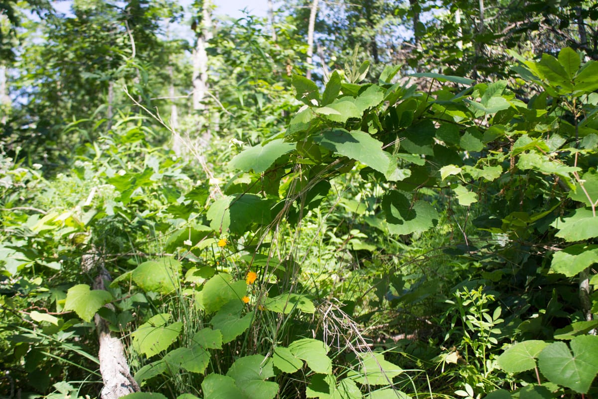 Timber Crossing Tract 32 photo 10