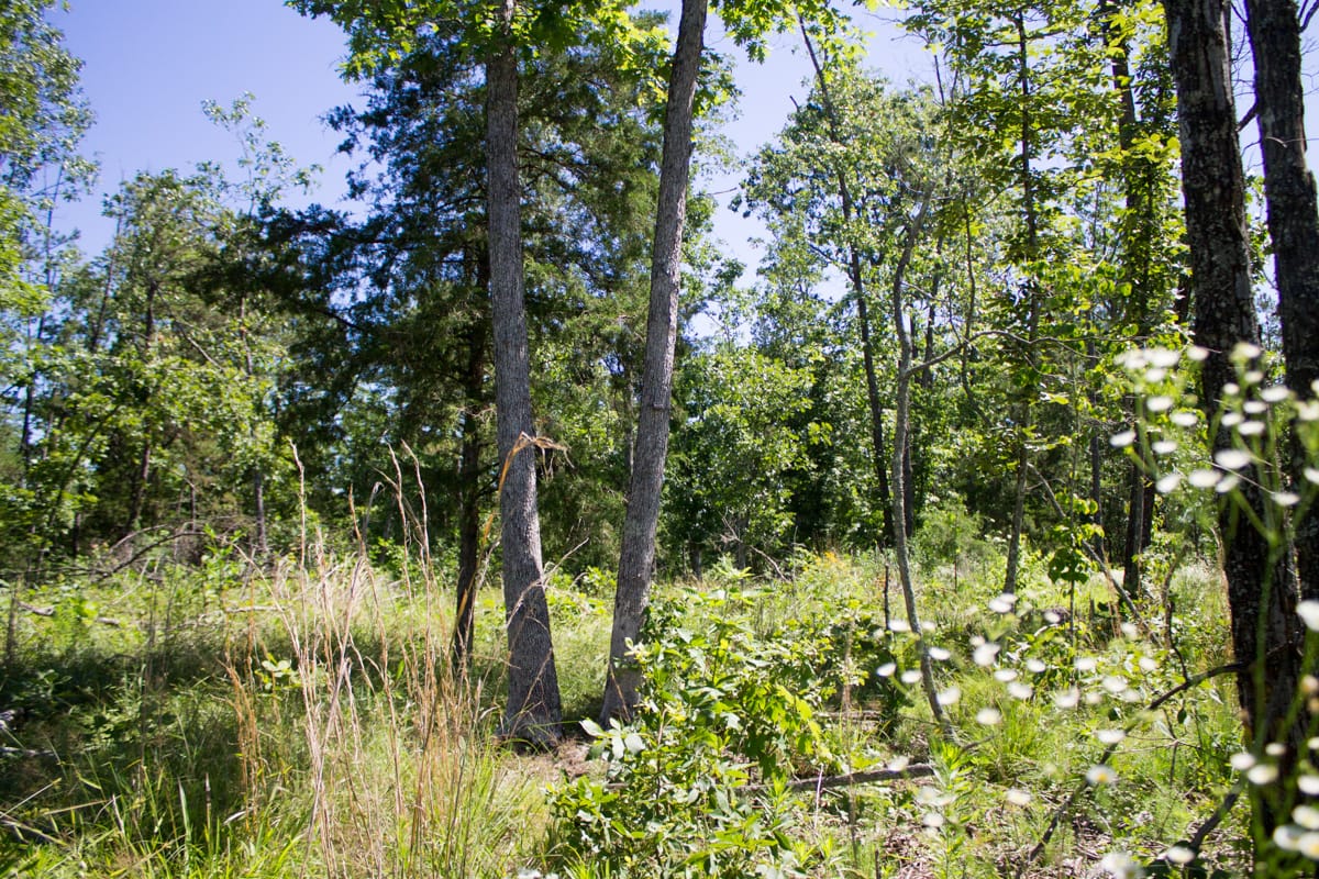 Timber Crossing Tract 32 photo 1