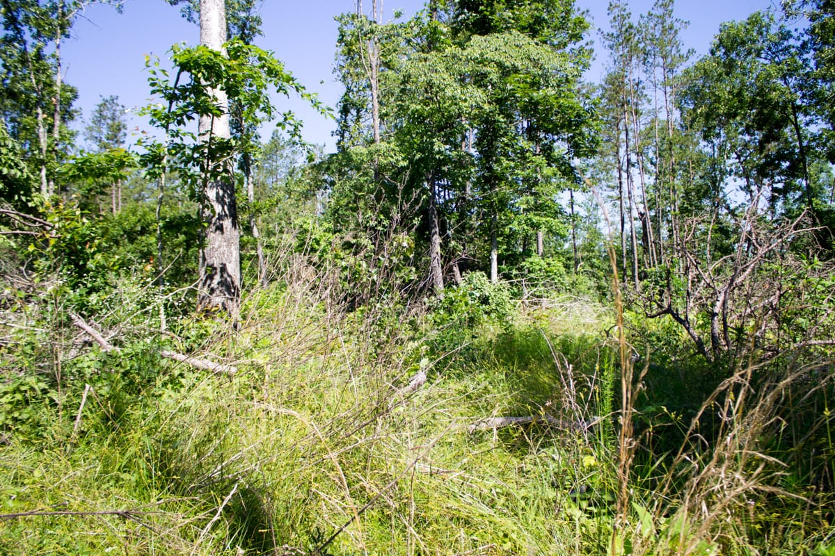 Timber Crossing Tract 32 photo 13